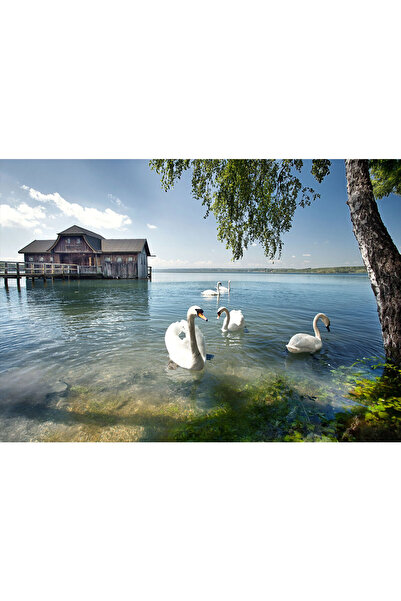 VIODESIGN Fototapet peisaj, autoadeziv, Lebada Rasarit , multicolor, 80x120 c...