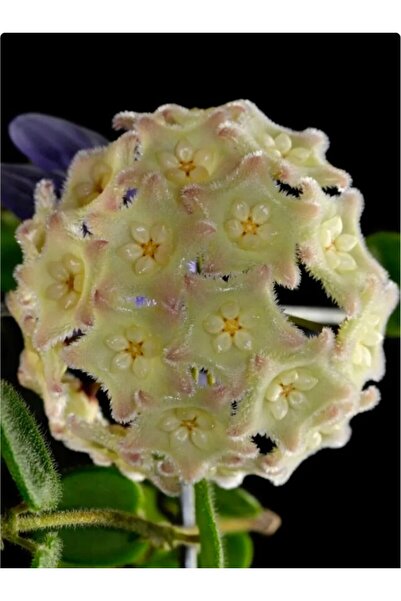 Hoya Serpens Xiaojie 001 Mum Çiçeği