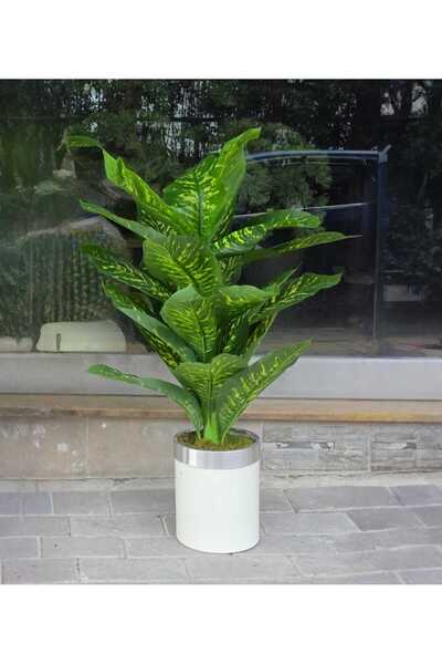 İremÇiçekçilik Beyaz Gümüş Silindir saksıda Kısa Difenbahya - 130 cm