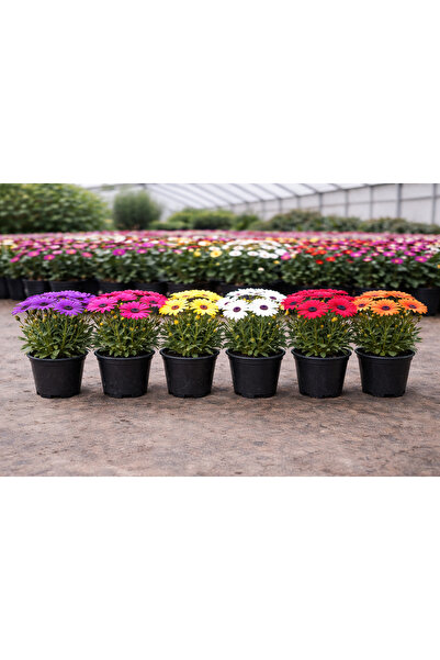 Wallstar 2’li Bodrum Papatyası Canlı Bitki | Renkli Çiçekli Balkon Bahçe ve M...