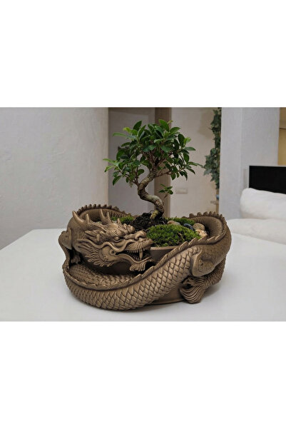 Macco İmparator Ejderhası Bonsai Saksısı