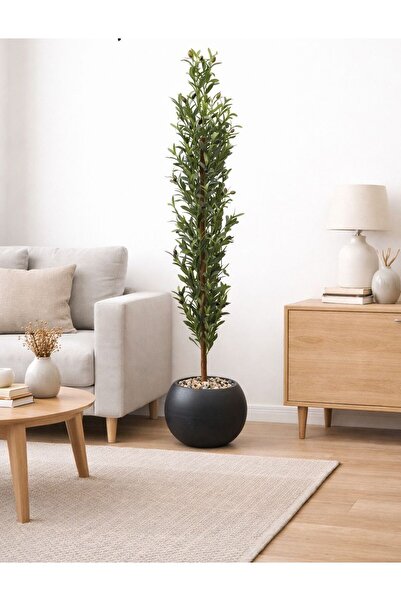 CENTRHOME شجرة زيتون مع وعاء أسود لتصميم منزل أنيق 170 - 165سم