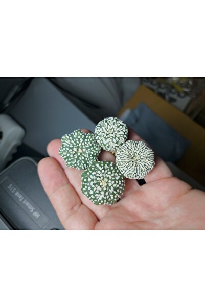 variegataseeds Astrophytum Asterias super kabuto 1 adet