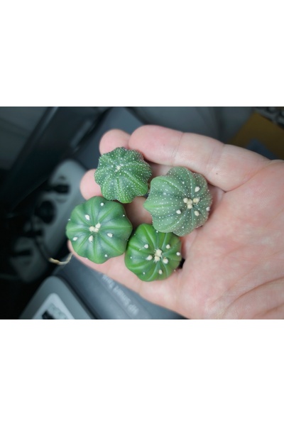 variegataseeds Astrophytum Asterias 3 adet