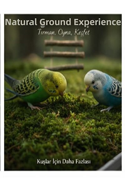 macc Natural Bird Cage Moss |   Decorative Flooring |   Aesthetic Natural App...