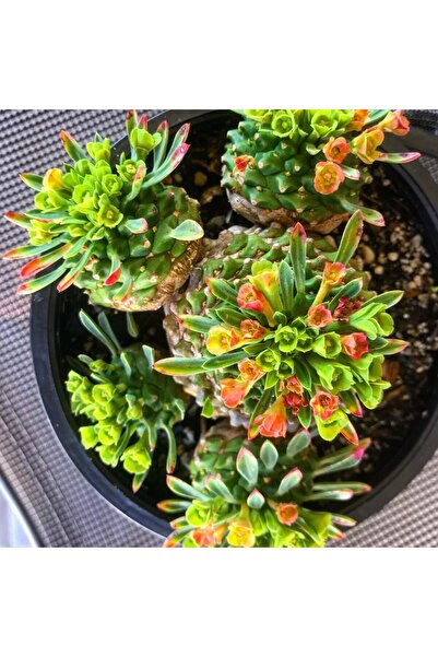 cantropikal Euphorbia Japonica, Sukulent