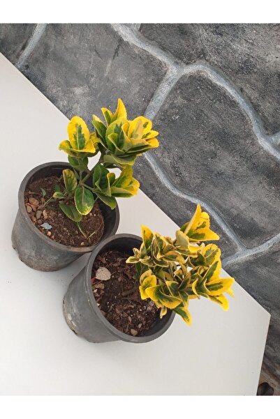 Taflan Yellow Variegated Potted Summer Winter Deciduous 20-30 cm