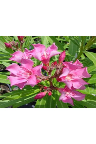 Oleander Flower Sapling Pink 10-20 cm