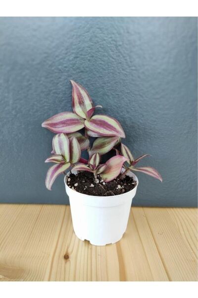 GREEN ROOM İÇ MEKAN & PEYZAJ Tradescantia Zebrina - Telgraf Çiçeği