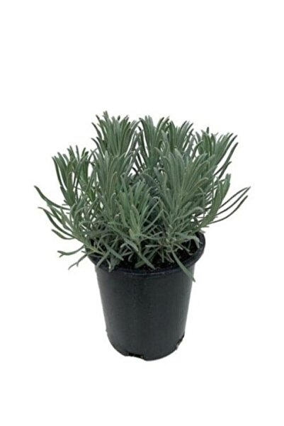 Genel Markalar Lavanta Fidanı ( Kokulu )10-20 cm