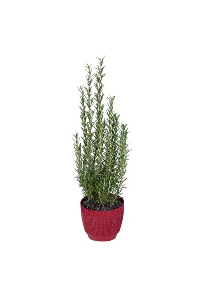 1 Piece 10-20 cm in Rosemary Birddili Pot