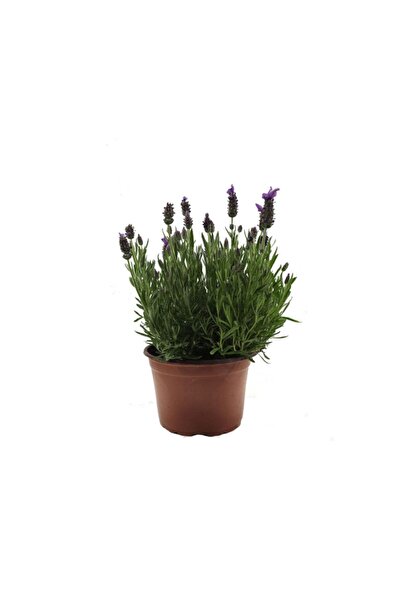 Palmiye Lavanta Bitki Boyu 25 - 30 Cm