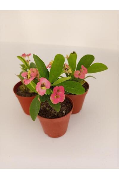 kaktüssevdam Pembe Japon Iğnesi Dikenler Tacı Euphorbia Milii Fidanı 10-20 cm