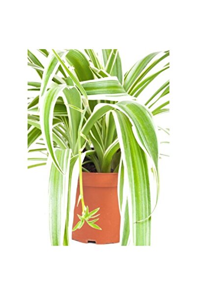 Genel Markalar Kurdela Kordela Çiçeği 10-20 Cm Chlorophytum Comosum
