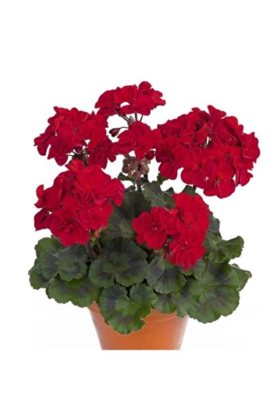 Çiçek sev Saksılı Sardunya Çiçeği Kırmızı 10-20 cm