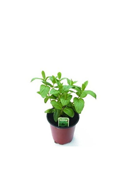 biolifefide Saksıda Nane Fidanı 10-20 cm