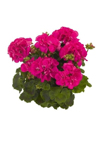 Opuntia Koyu Pembe Sardunya Fidesi 10-20 cm