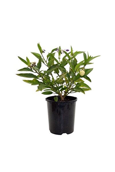 Bitki Dizayn Pepino Fidanı 10-20 cm Ağaç Kavunu