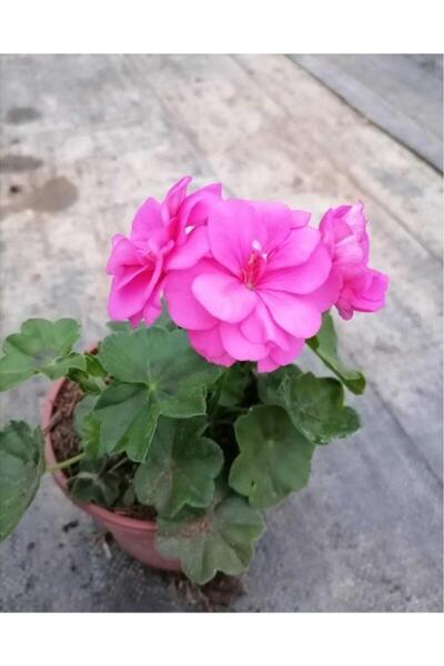 Genel Markalar Shocking Pembe Sardunya Çiçeği Fidesi 10-20 cm