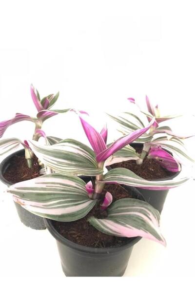 Genel Markalar Pembe Telgraf Çiçeği Fidanı 10-20 cm CN104100000PEM