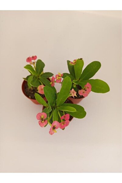 kaktüssevdam Pembe Japon Iğnesi Dikenler Tacı Euphorbia Milii Fidanı 10-20 cm