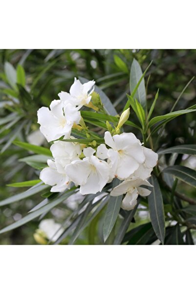 ASES Beyaz Zakkum Fidanı Yaş 2