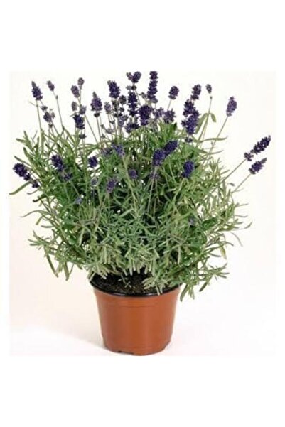 bitkiyeri Lavandula Angustifolia Saksılı Lavanta Fidesi Fidanı 10-20 cm