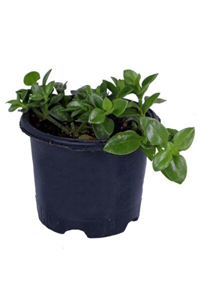 HOBİ VE BAHÇE Buz Çiçeği Fidanı Aptenia Cordifolia 10-20 cm