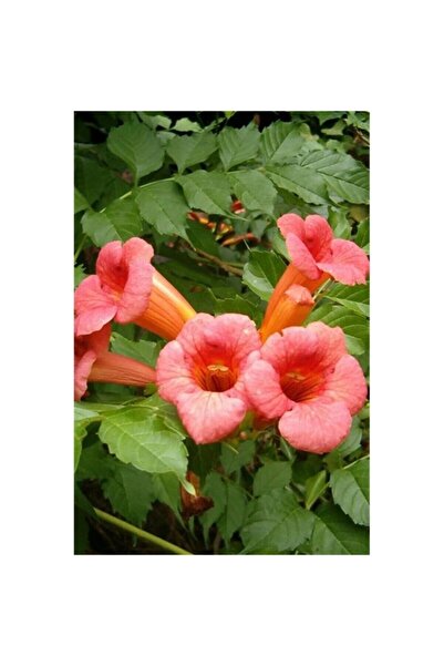 Mimoza Karla Botanik Acem Borusu Fidanı