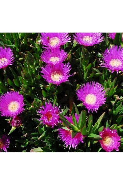 Genel Markalar Kaz Ayağı Çiçeği 1 Adet Carpobrotus Acinaciformis 10-20 cm