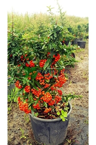 YAĞMUR BOTANİK Ateş Dikeni Çiçeği Fidanı 30-60 cm