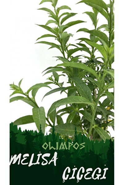 Genel Markalar Nocturnum Limon Melisa Çiçeği Fidanı 10-20 cm