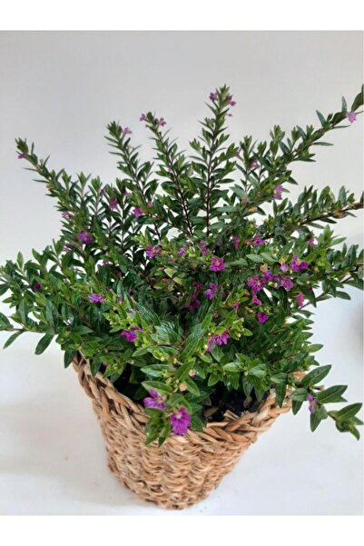 Green Küfeya Çiçeği Fidanı Mor Çiçek 10-20 Cm