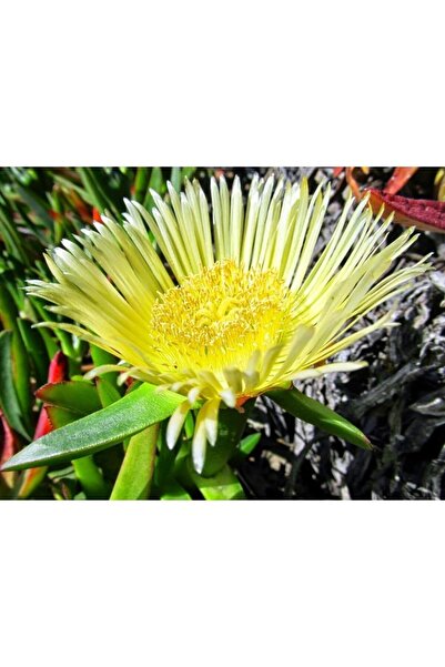 Genel Markalar Kaz Ayağı Çiçeği Yer Örtücü Bitki 2adet (carpobrotus Acinacifo...