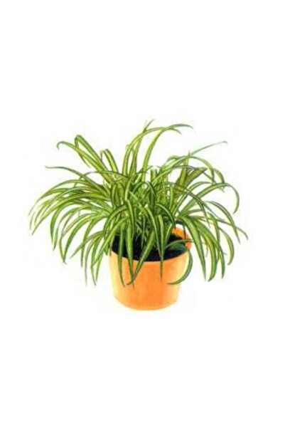 Genel Markalar Kurdele Çiçeği Fidanı 10-20 cm