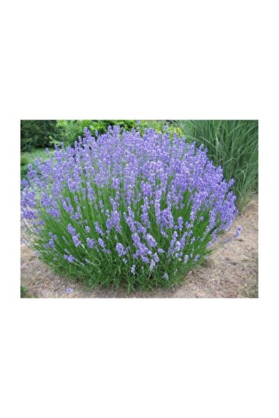 Mimoza Lavanta Fidanı 1 Adet 15-25 cm Intermedia