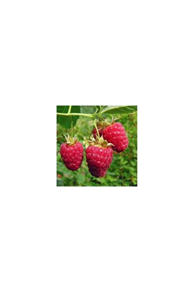 Mimoza Ahududu Fidanı Fidesi 30-60 cm