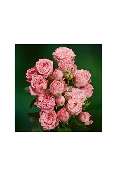 Mimoza Yavruağzı Katmerli Sarmaşık Gül Fidanı 10-20 cm