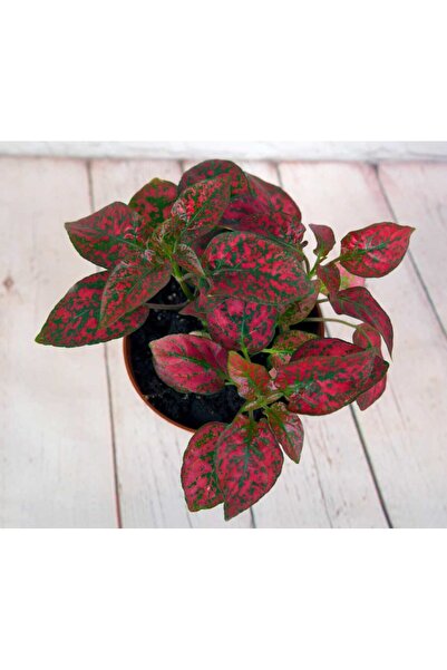 3 Pieces Hypoesthesia Phyllostachia Stewardess Flower Red Freckle Leaf Flower