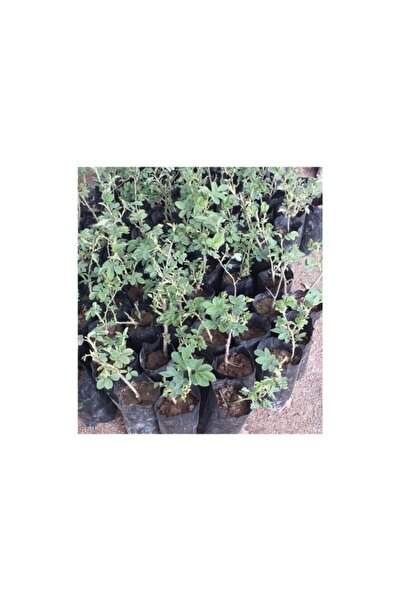 Mimoza Reçellik Kokulu Pembe Isparta Gülü Fidanı 15-25 cm