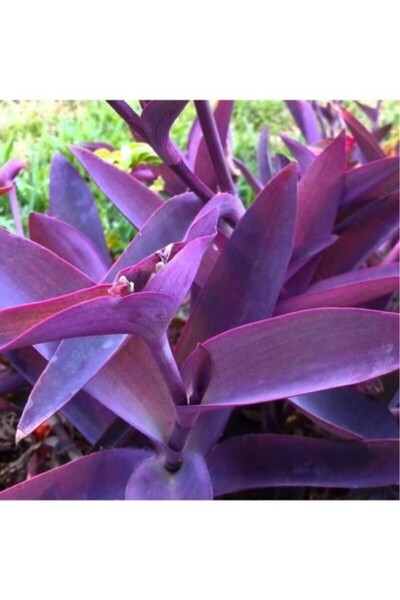 Genel Markalar Mor Telgraf Kara Sevda Çiçeği Tradescantia 15-25 cm