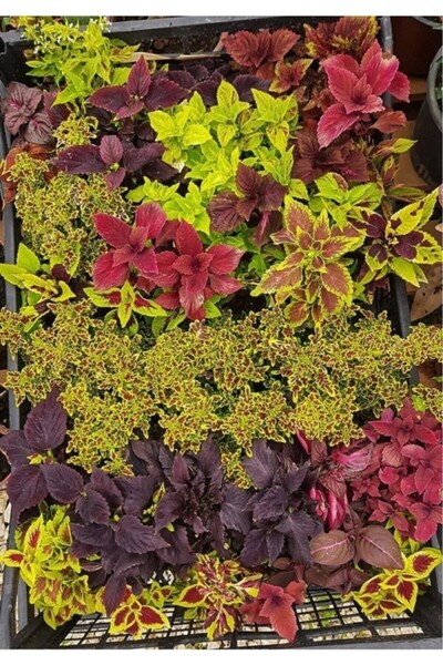 Floramut Mix Kolyos Yaprak Güzeli Çiçeği Fidesi-3 Adet