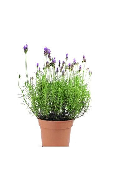 Genel Markalar Lavanta Çiçeği 40 Cm Kokulu Aromatik Bahar Bitkisi Balkon Bitkisi Ev Bitkisi Dış Mekan Bitkisi