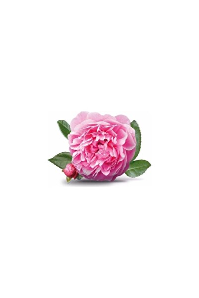 Mimoza Yöresel Isparta Gülü Fidanı 10-20 cm