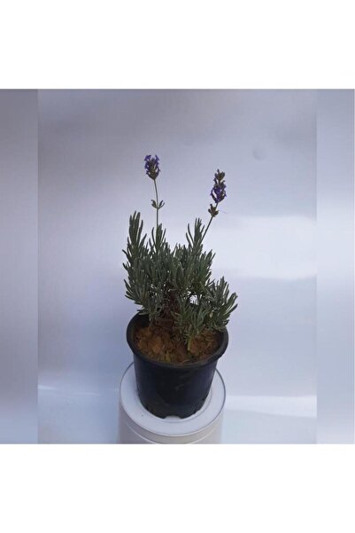 Green Lavanta Çiçeği Fidanı 10-20 cm