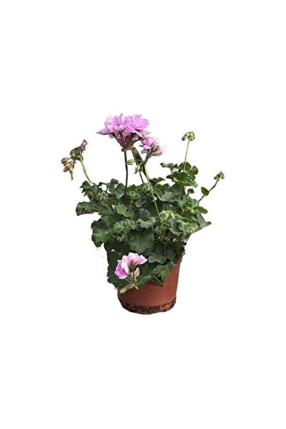 Mimoza Sakız Sardunya Fidanı 10-20 cm