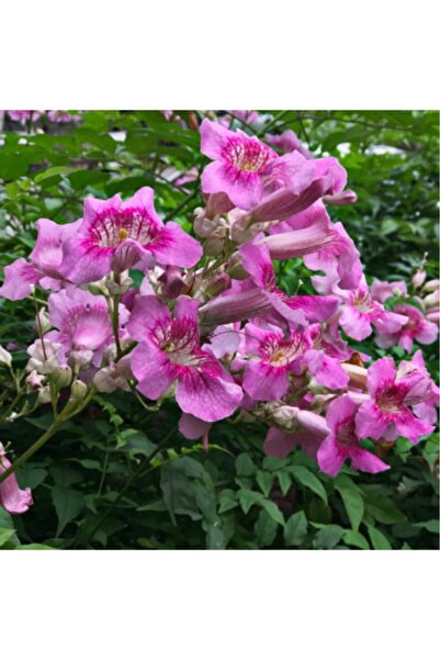 Pembe Acem Borusu Sarmaşığı Fidanı 40-60 cm