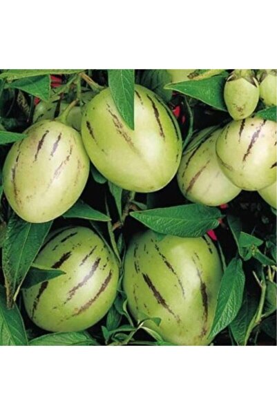 Mimoza Pepino Ağaç Kavunu Fidanı 10-20 cm