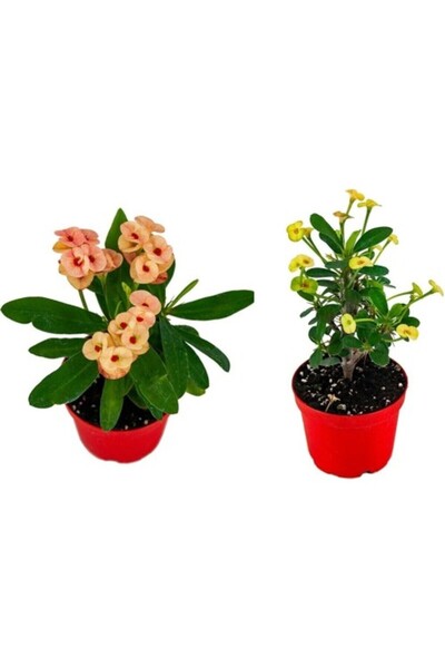 Mimoza Euphorbia Milli Dikenler Tacı 2'li Set 10-20 cm