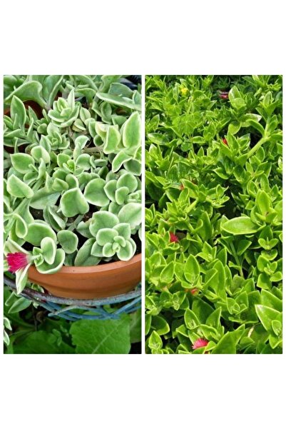 Genel Markalar Buz Çiçeği 8.5 Saksı Da 5 Mevsim Full Oksijen